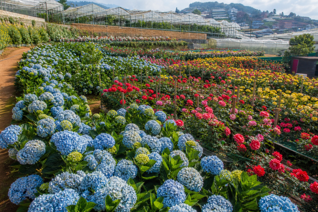 Colorful flower garden in Da Lat, Vietnam, with rows of blooming hydrangeas and roses