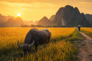 Ninh Binh rice fields buffalo